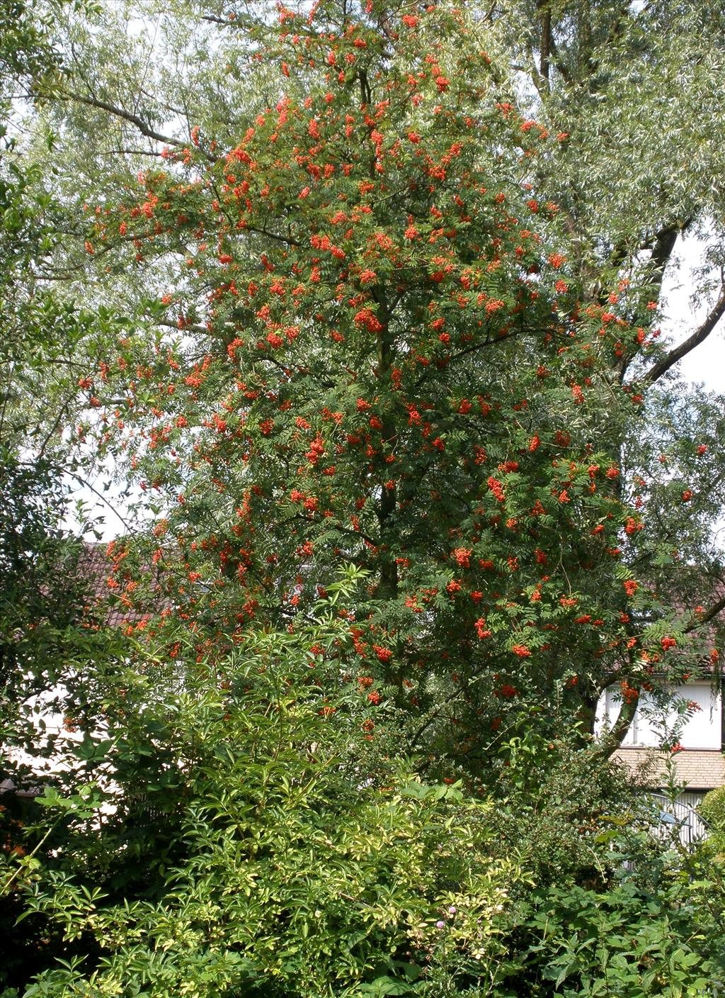 Sorbus aucuparia (door Bert Verbruggen)