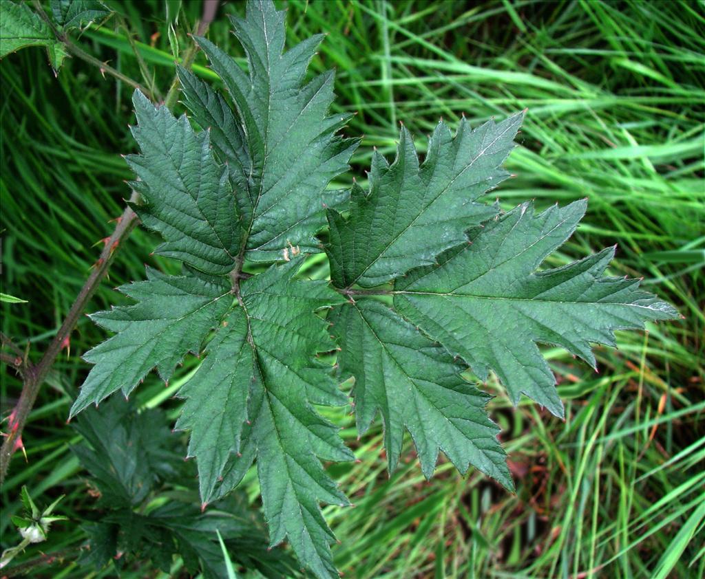 Rubus laciniatus (door Bert Verbruggen)