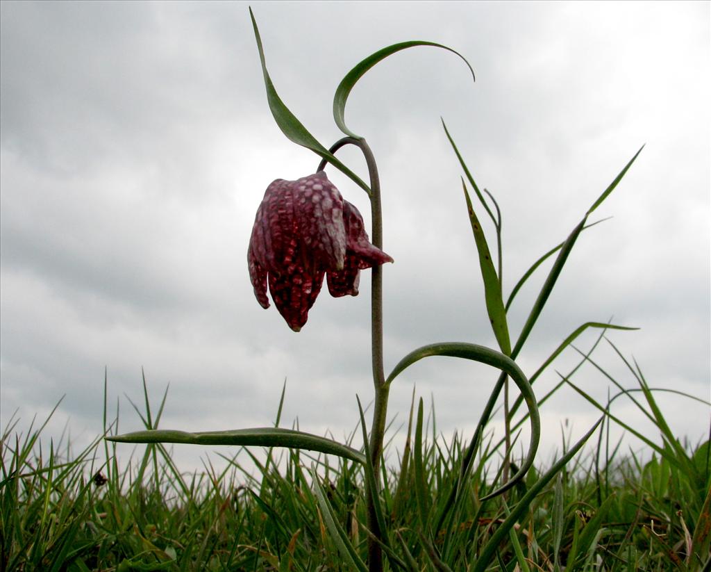 Fritillaria meleagris (door Bert Verbruggen)