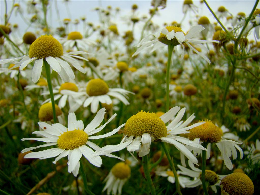 Tripleurospermum maritimum (door Joop Verburg)