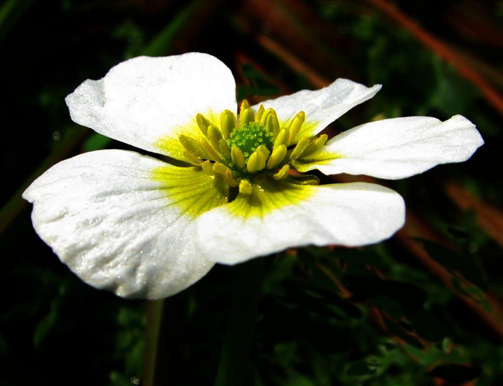 Ranunculus peltatus/penicillatus (door Bert Verbruggen)