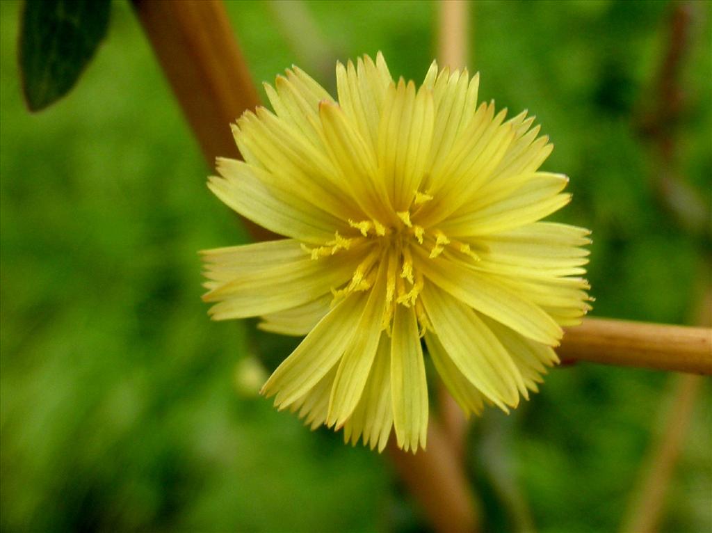 Lactuca serriola (door Bert Verbruggen)