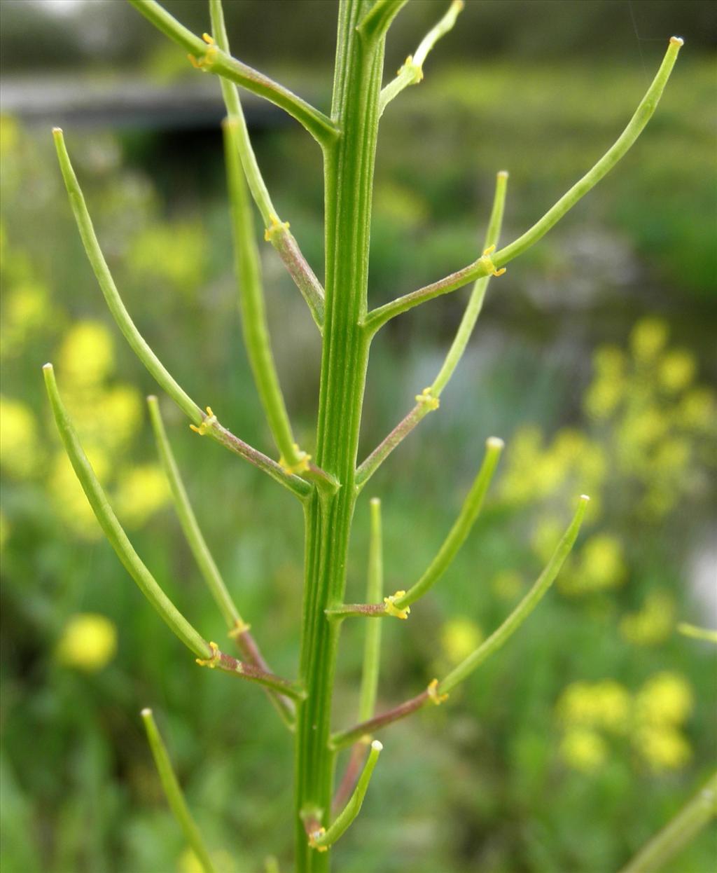 Barbarea vulgaris (door Bert Verbruggen)