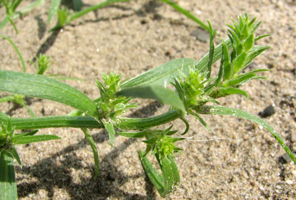 Corispermum pallasii (door Bert Verbruggen)