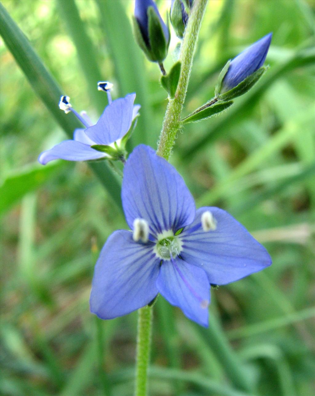 Veronica austriaca subsp. teucrium (door Bert Verbruggen)