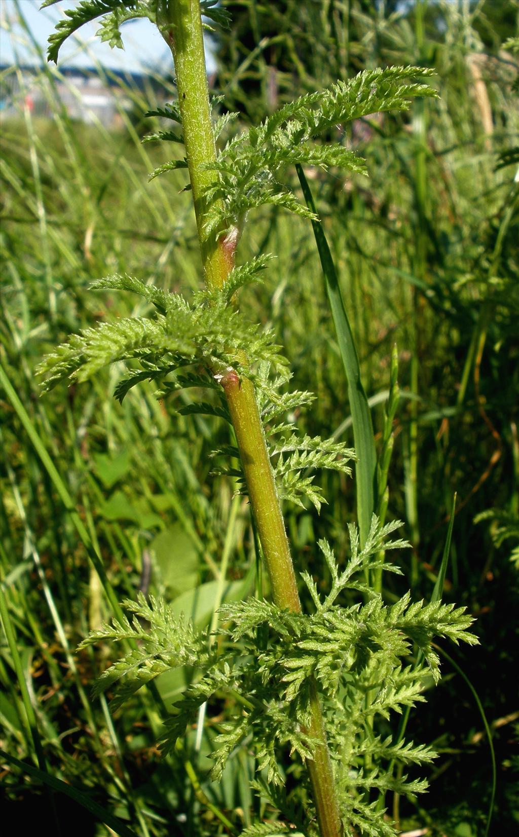 Anthemis tinctoria (door Bert Verbruggen)