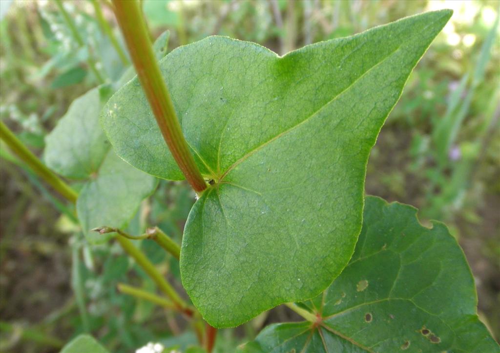 Fagopyrum esculentum (door Bert Verbruggen)