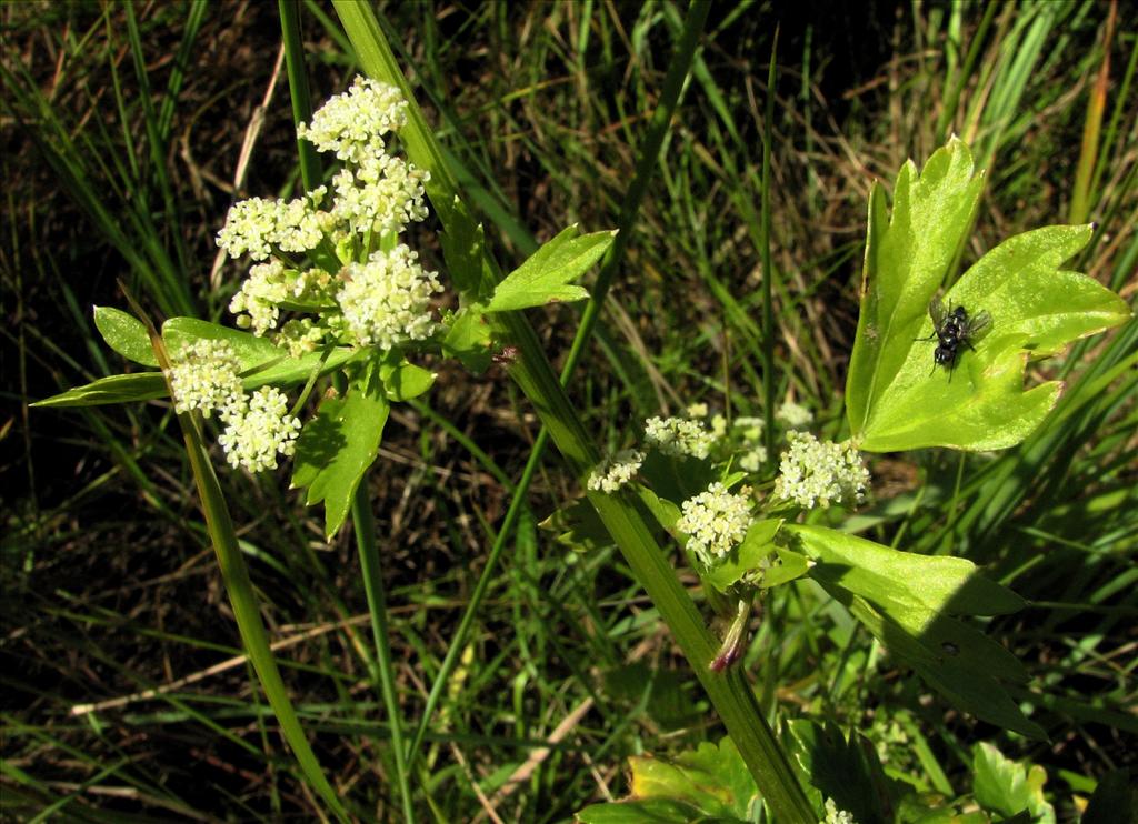 Apium graveolens (door Bert Verbruggen)