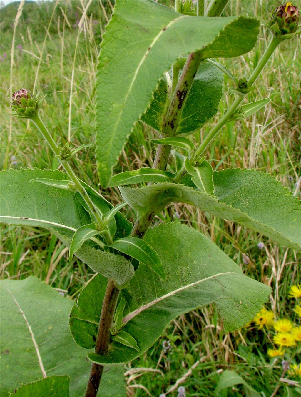 Inula helenium (door Bert Verbruggen)