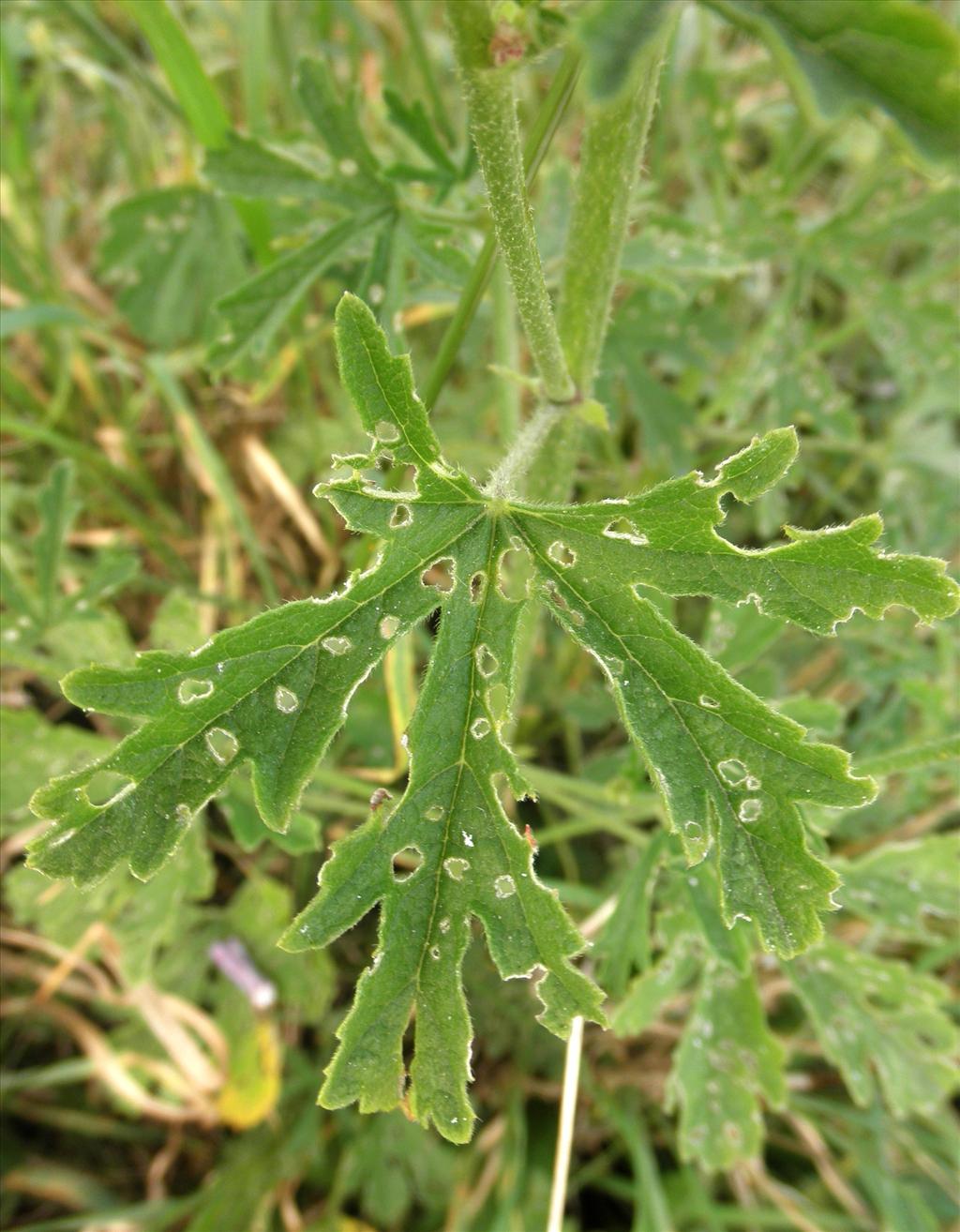 Malva alcea (door Bert Verbruggen)