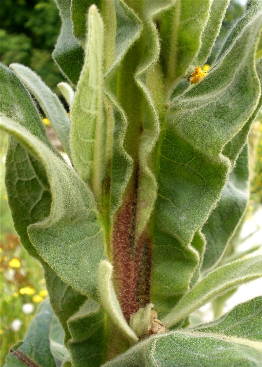 Verbascum thapsus (door Bert Verbruggen)