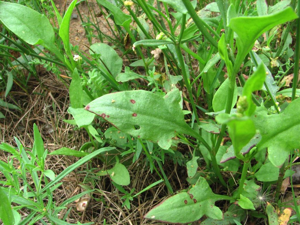 Rumex acetosella (door Bert Verbruggen)