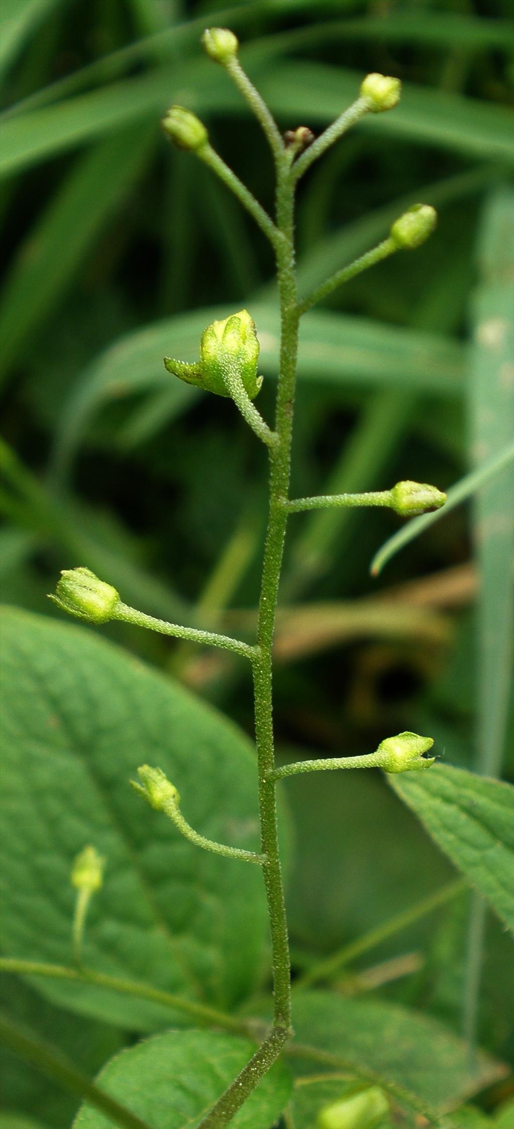 Brunnera macrophylla (door Bert Verbruggen)