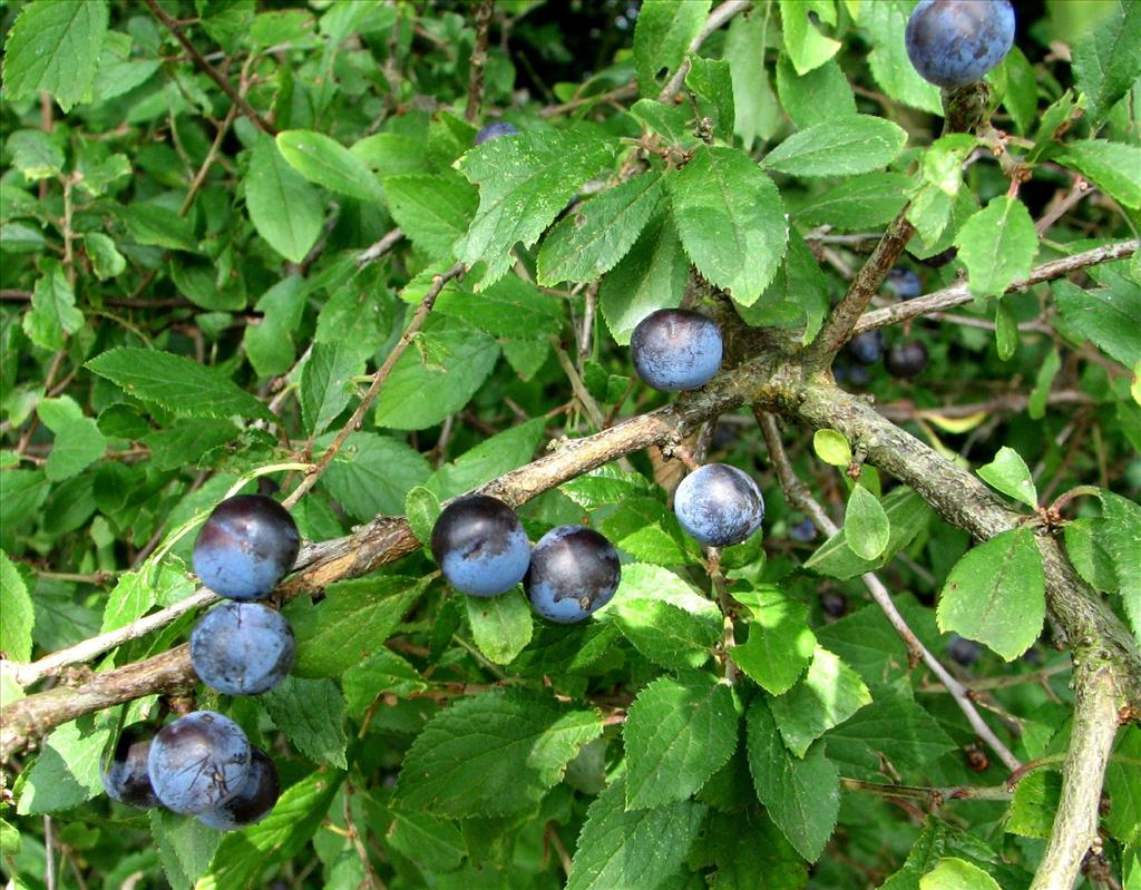 Prunus spinosa (door Bert Verbruggen)