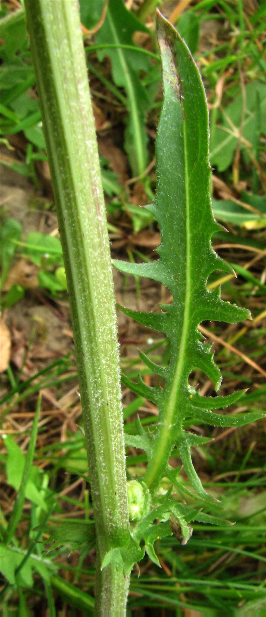 Crepis vesicaria subsp. taraxacifolia (door Bert Verbruggen)