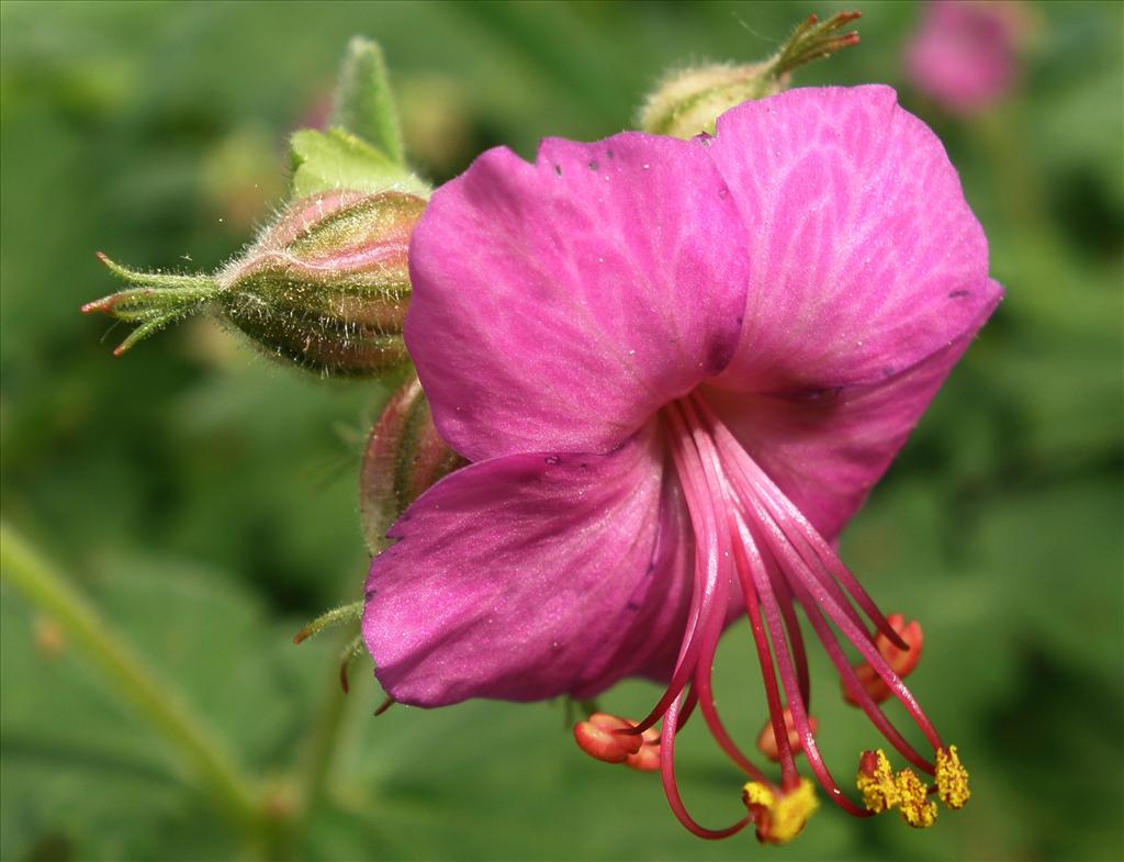 Geranium macrorrhizum (door Bert Verbruggen)