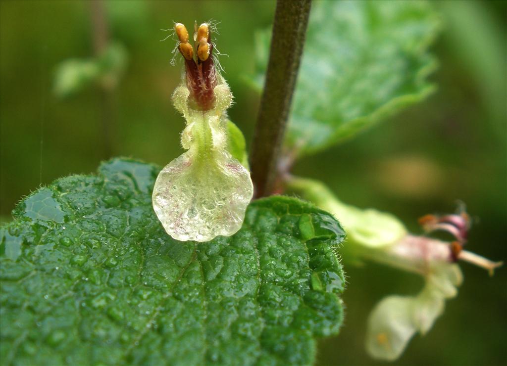 Teucrium scorodonia (door Bert Verbruggen)