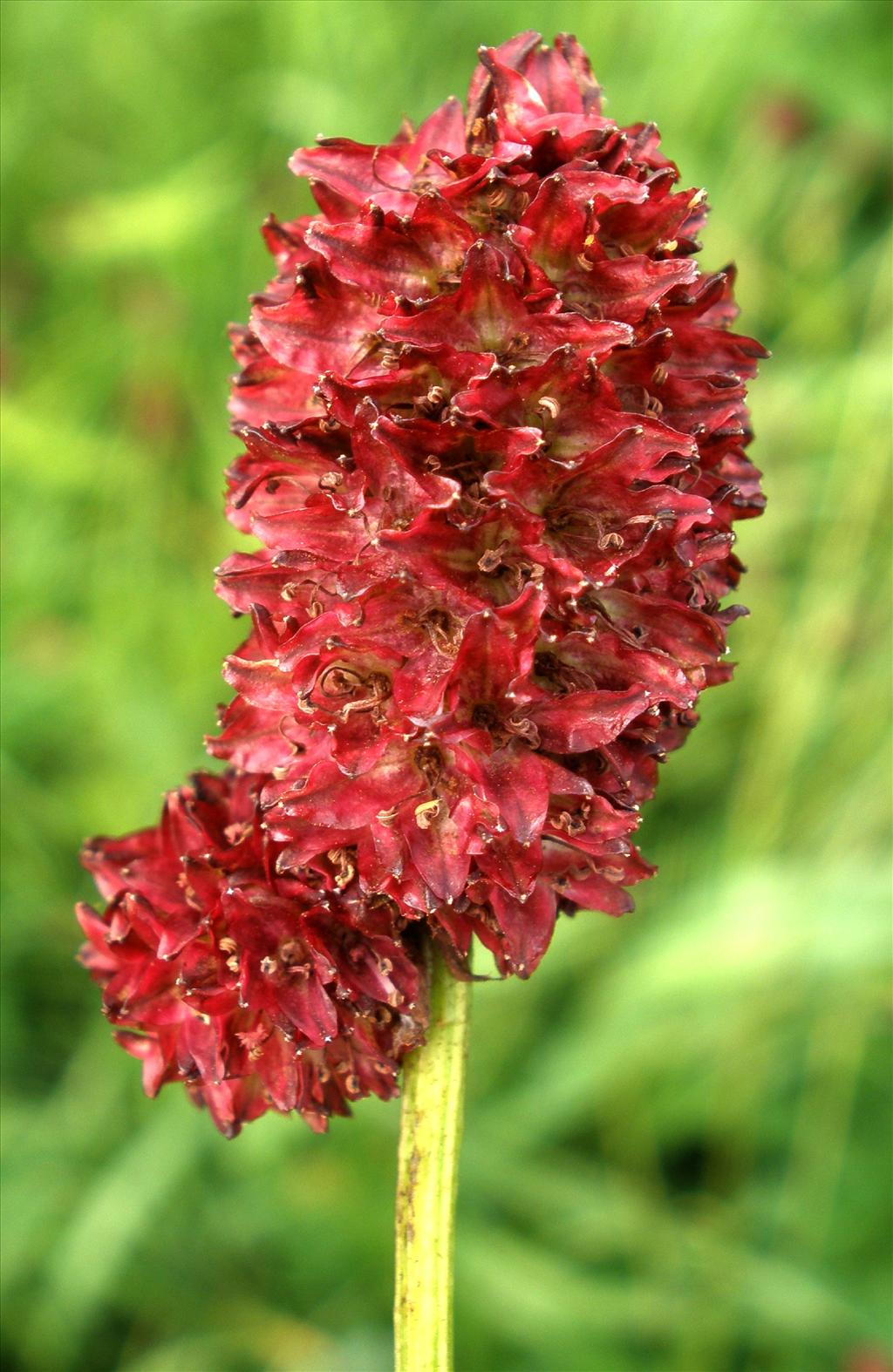 Sanguisorba officinalis (door Bert Verbruggen)