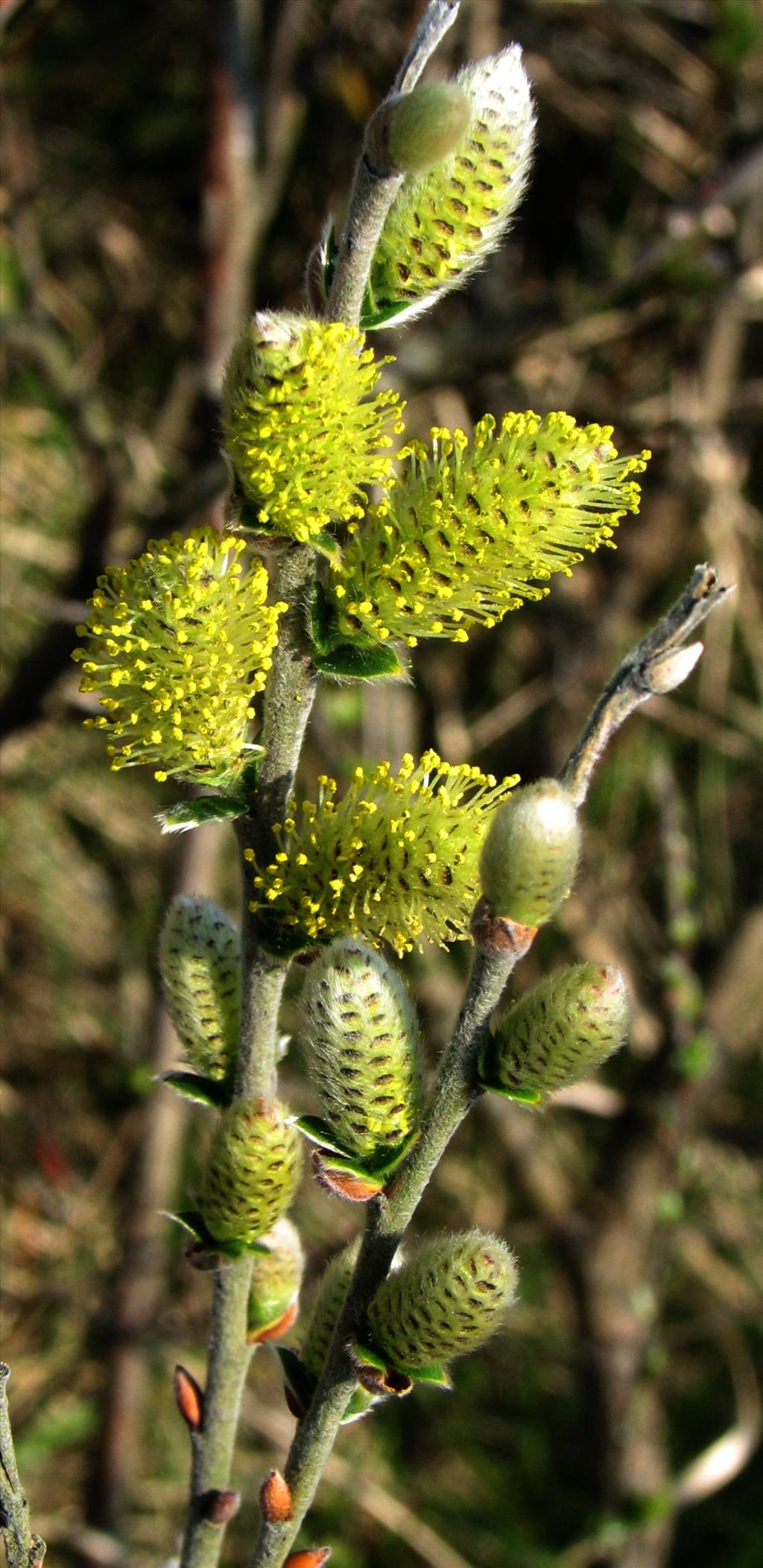 Salix repens (door Bert Verbruggen)