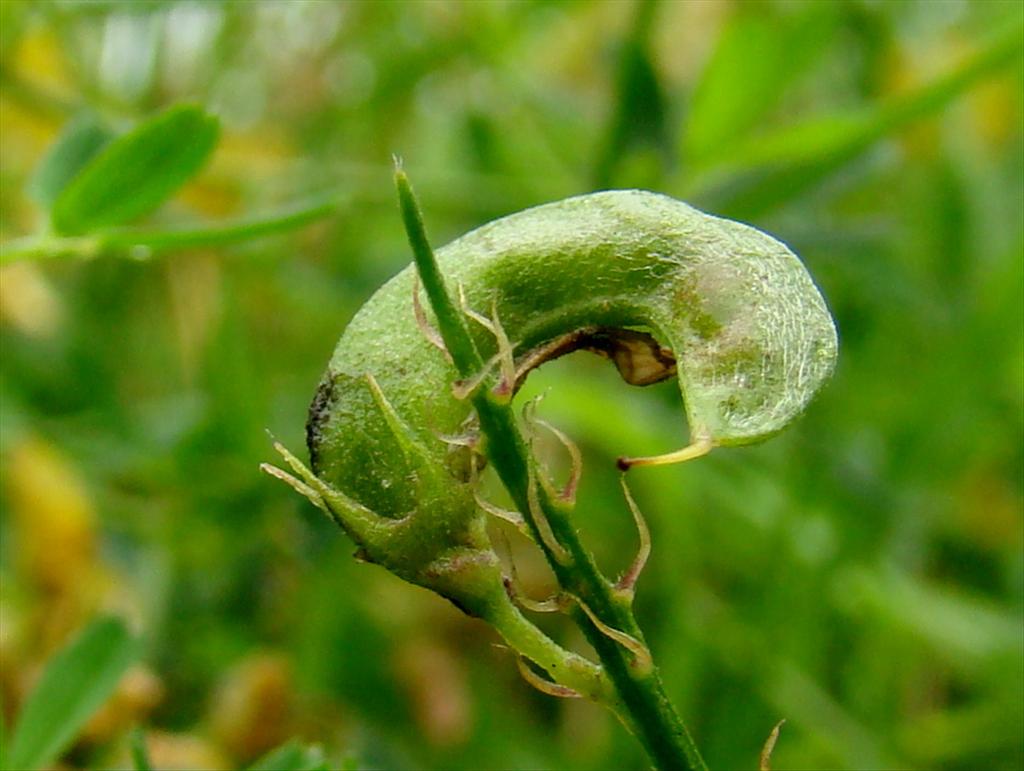 Medicago x varia (door Joop Verburg)