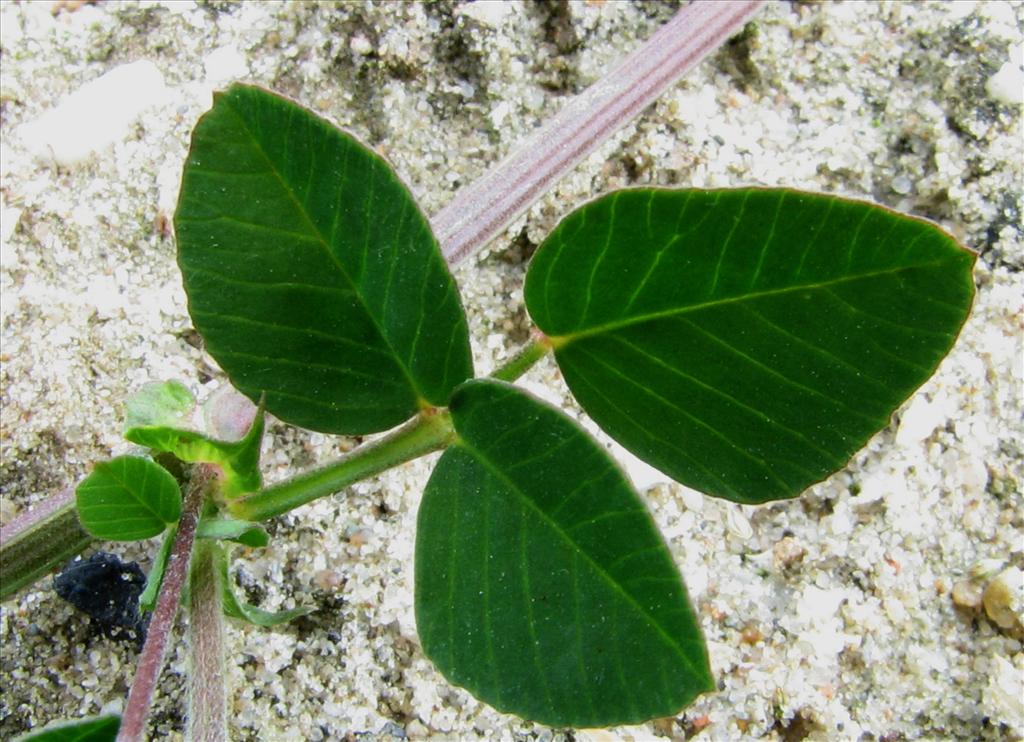 Medicago lupulina (door Bert Verbruggen)