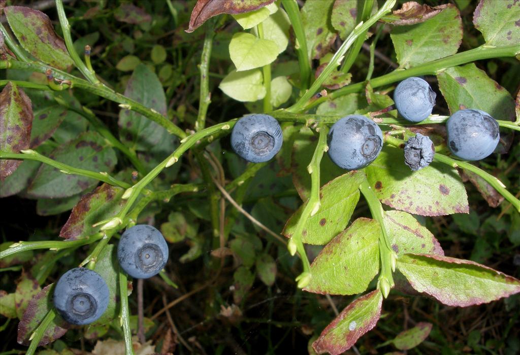 Vaccinium myrtillus (door Bert Verbruggen)