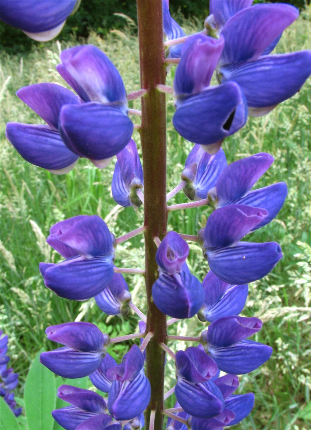 Lupinus polyphyllus (door Bert Verbruggen)