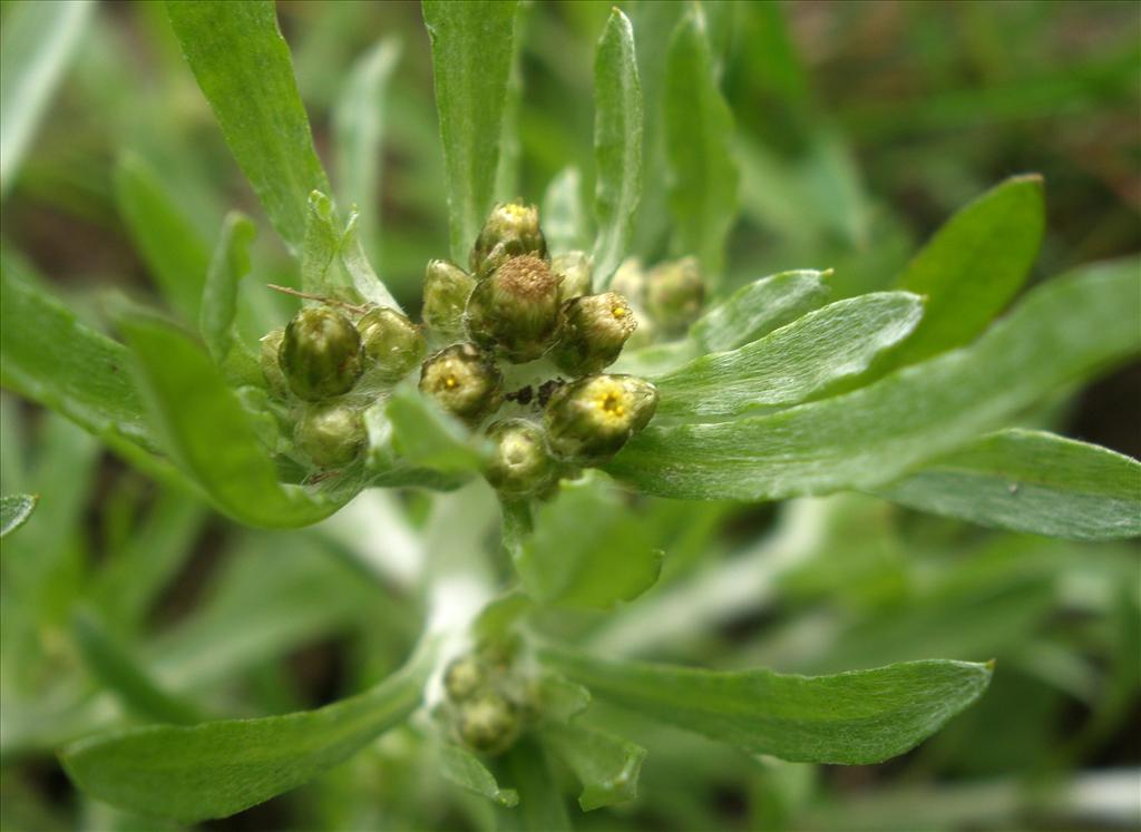 Gnaphalium uliginosum (door Bert Verbruggen)