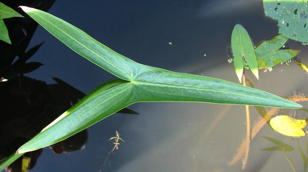 Sagittaria sagittifolia (door Bert Verbruggen)