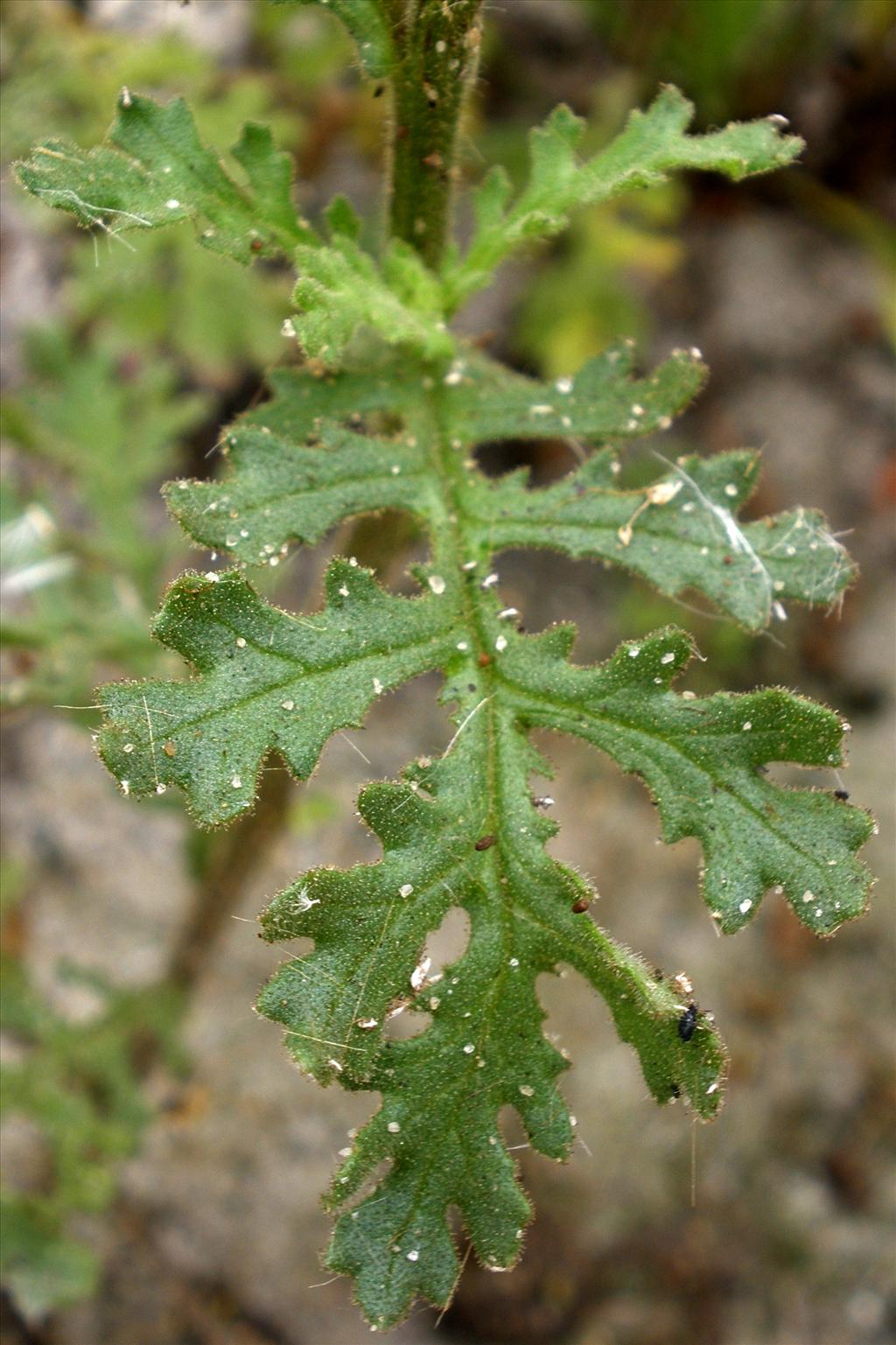 Senecio viscosus (door Bert Verbruggen)