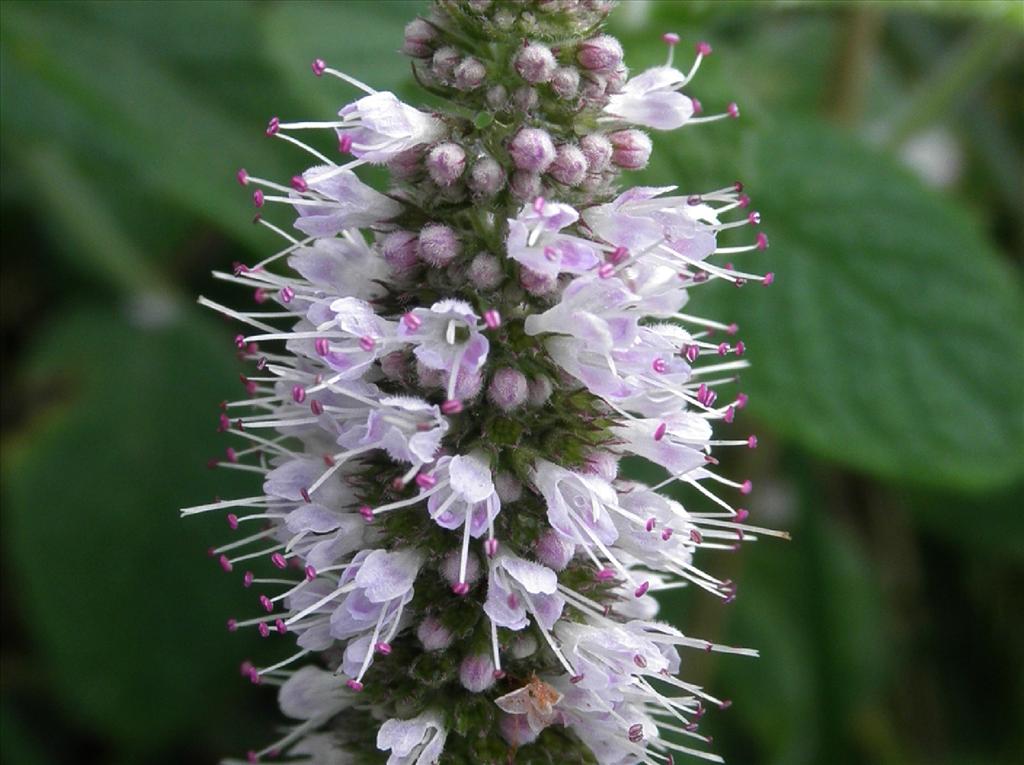 Mentha longifolia (door Bert Verbruggen)