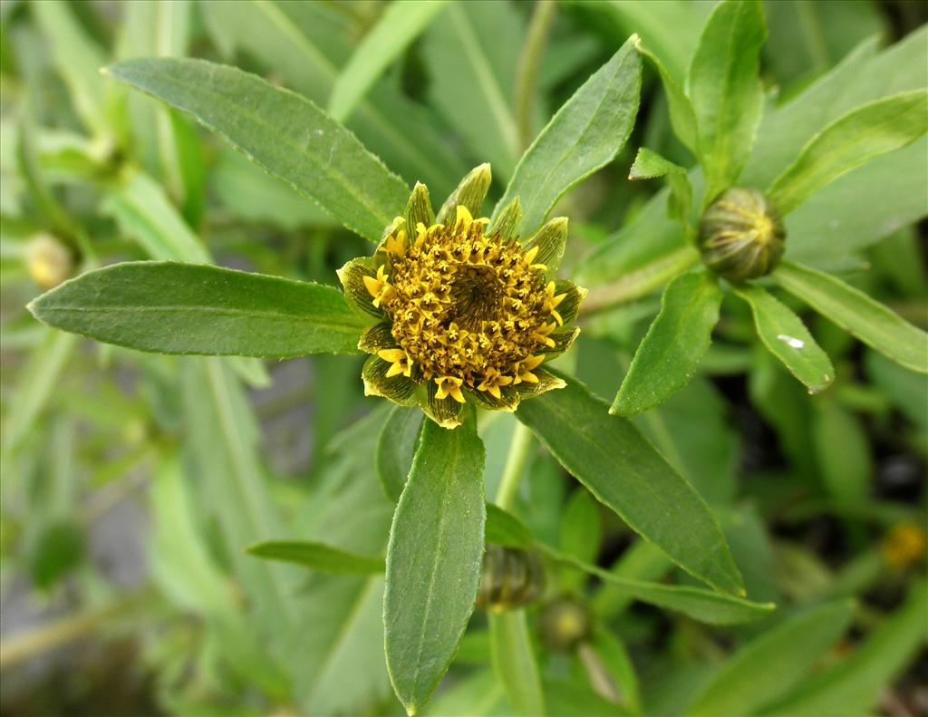 Bidens cernua (door Bert Verbruggen)