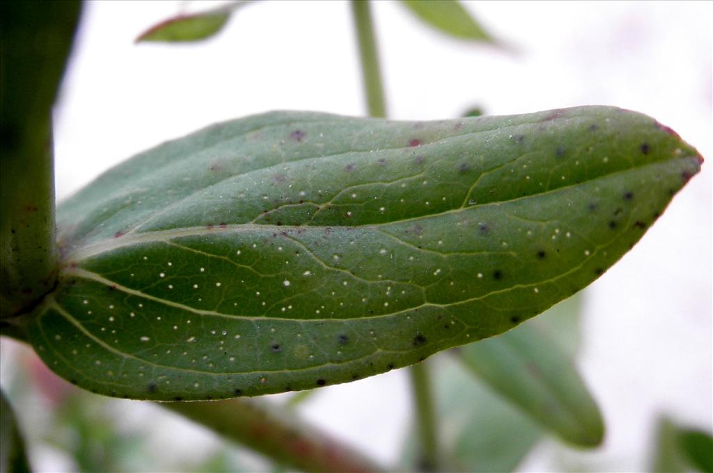 Hypericum perforatum (door Bert Verbruggen)