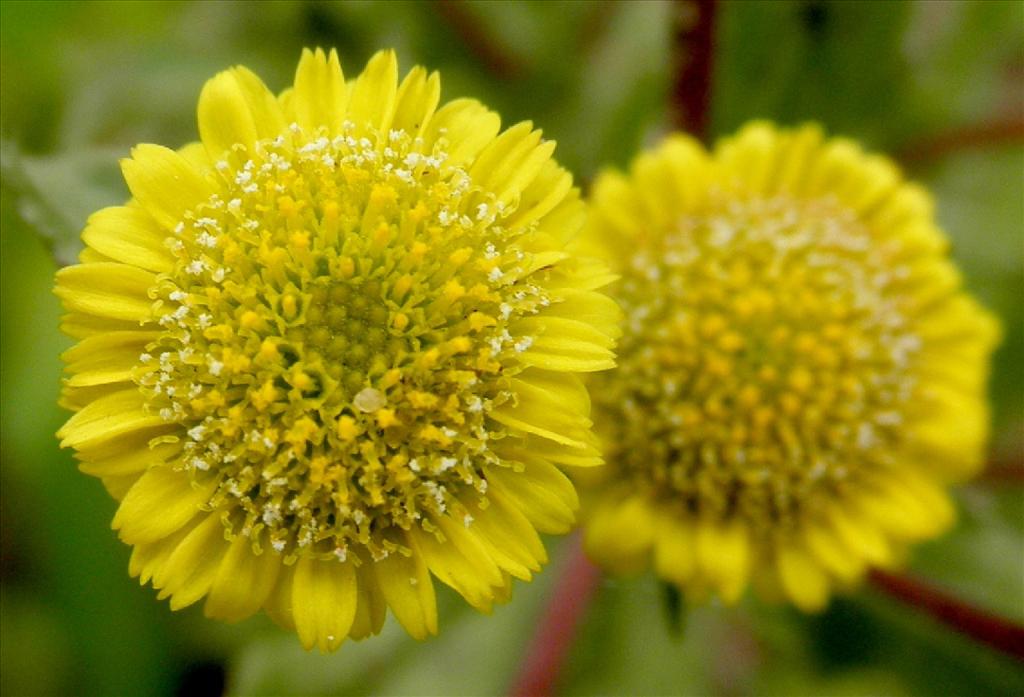 Pulicaria vulgaris (door Bert Verbruggen)