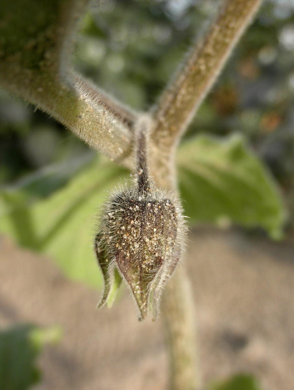 Physalis peruviana (door Bert Verbruggen)