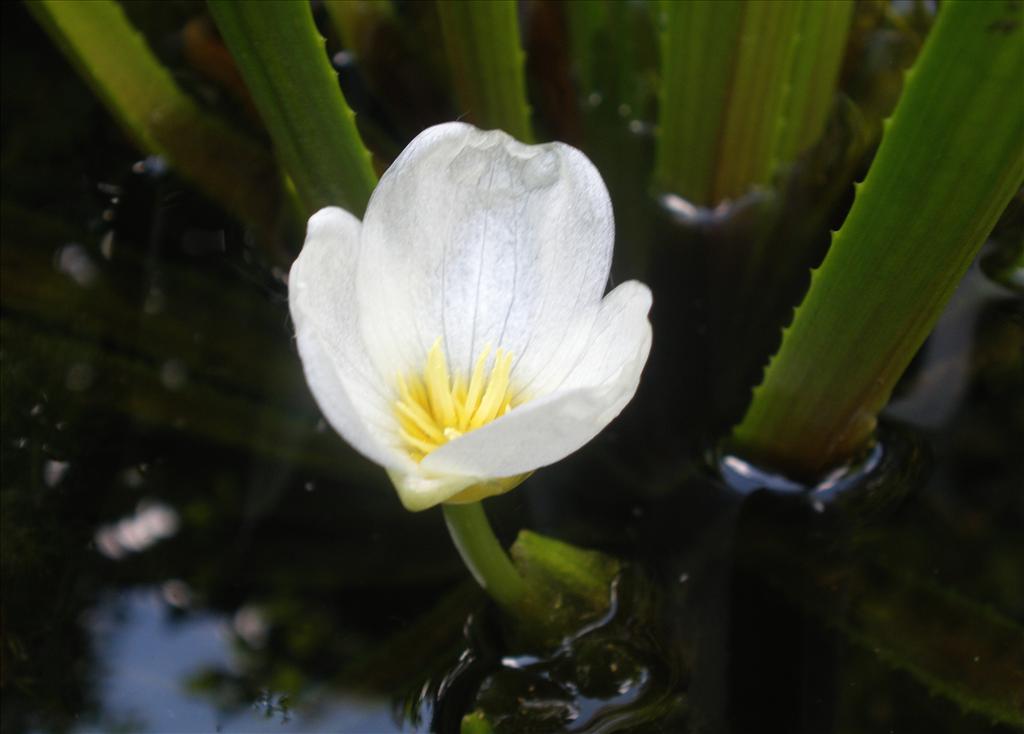 Stratiotes aloides (door Bert Verbruggen)