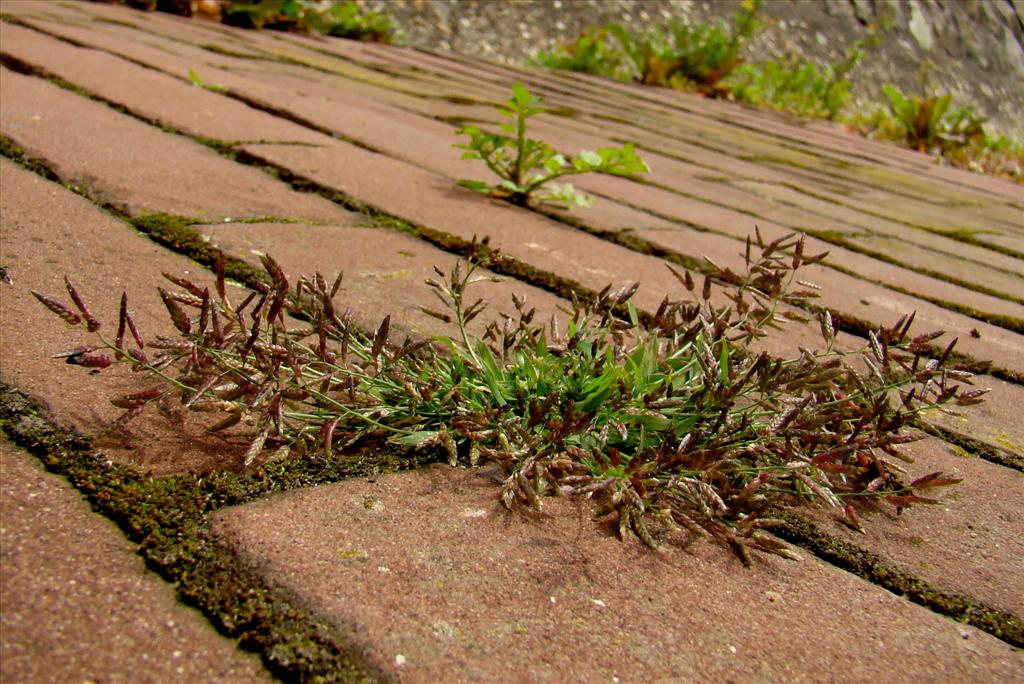 Eragrostis minor (door Joop Verburg)