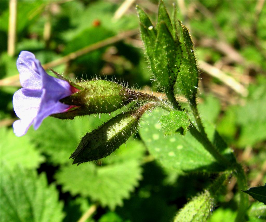 Pulmonaria officinalis (door Bert Verbruggen)