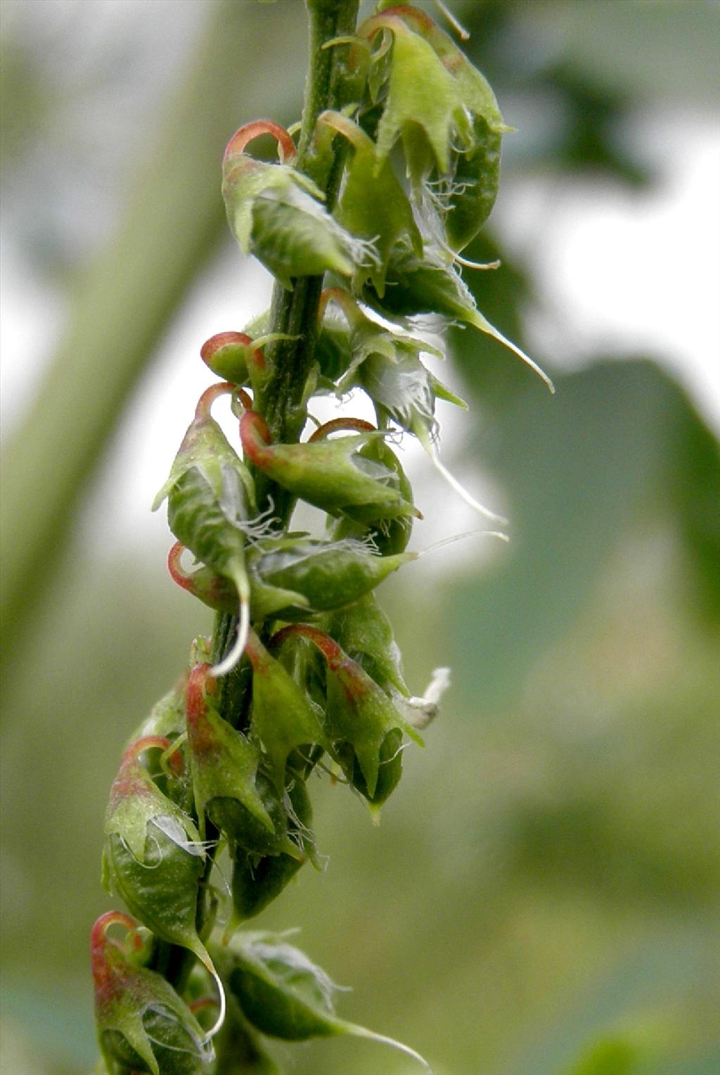 Melilotus albus (door Bert Verbruggen)