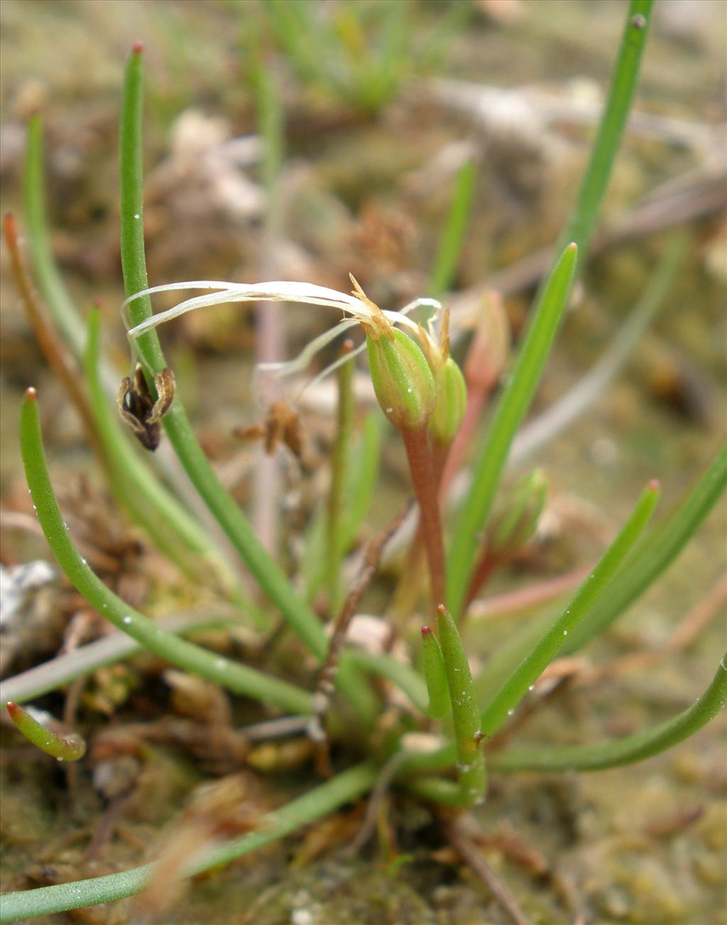 Littorella uniflora (door Bert Verbruggen)