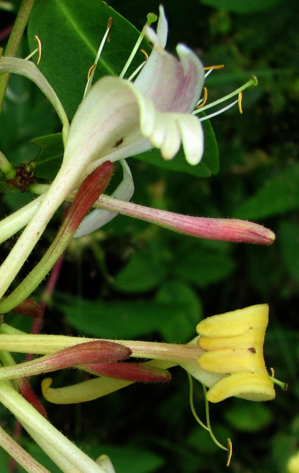 Lonicera periclymenum (door Bert Verbruggen)