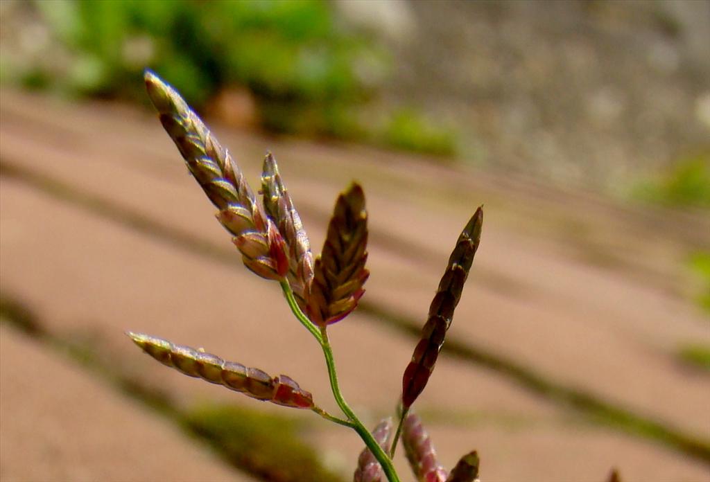 Eragrostis minor (door Joop Verburg)