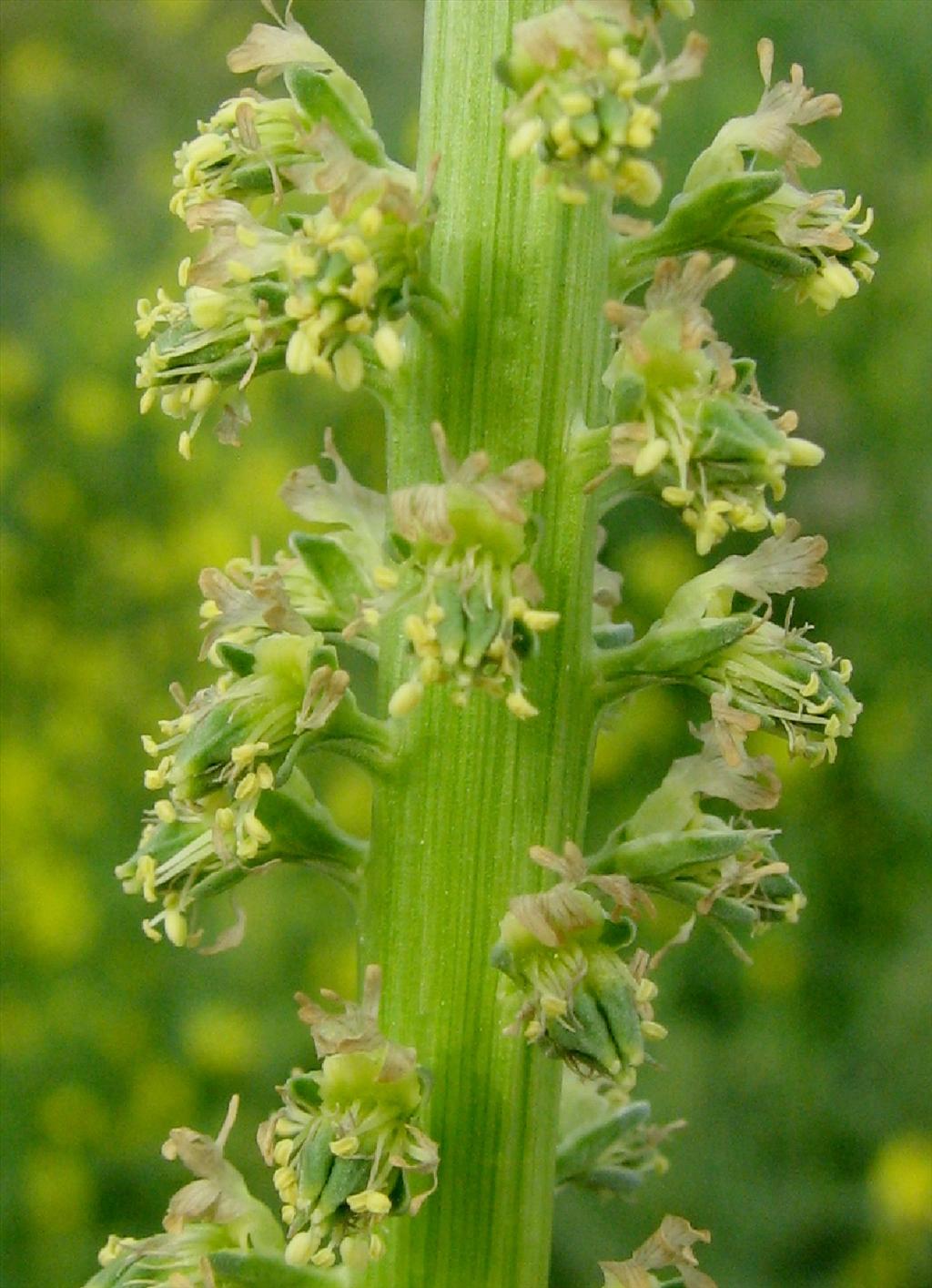 Reseda luteola (door Bert Verbruggen)