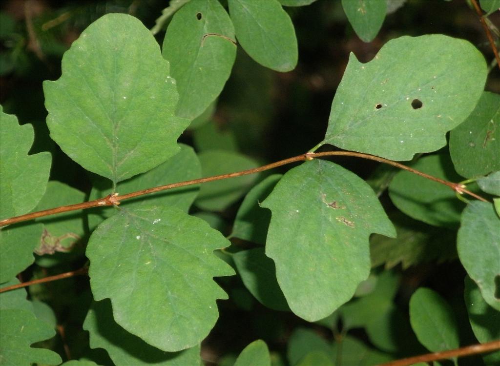 Symphoricarpos albus (door Bert Verbruggen)