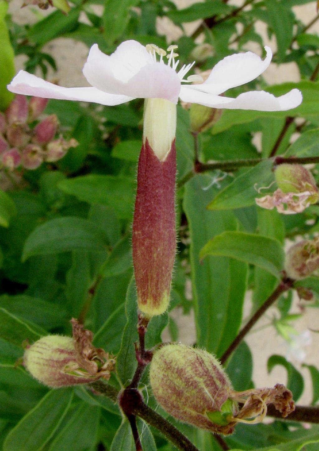 Saponaria officinalis (door Bert Verbruggen)