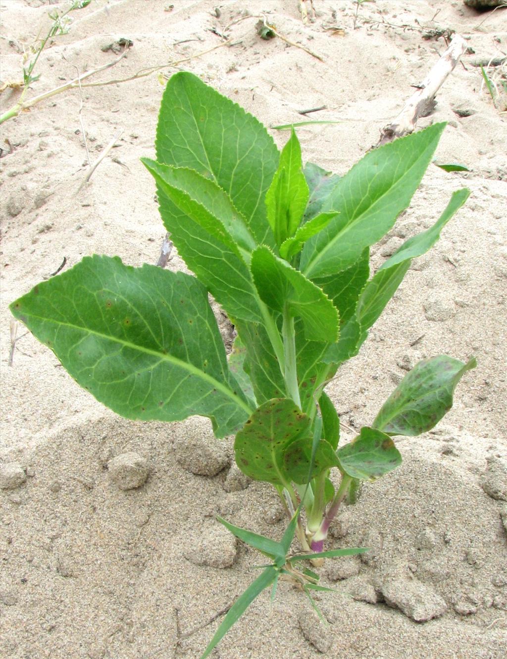 Lepidium latifolium (door Bert Verbruggen)