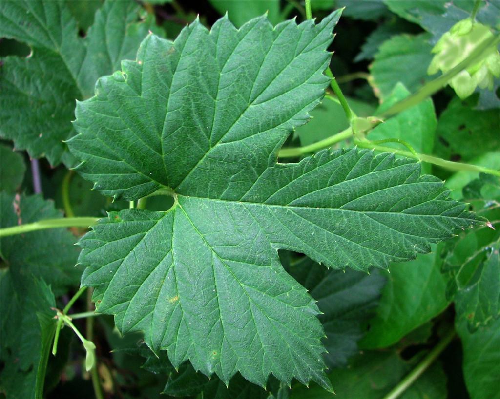 Humulus lupulus (door Bert Verbruggen)