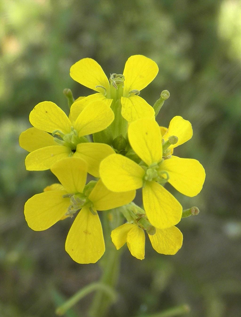 Erysimum virgatum (door Bert Verbruggen)