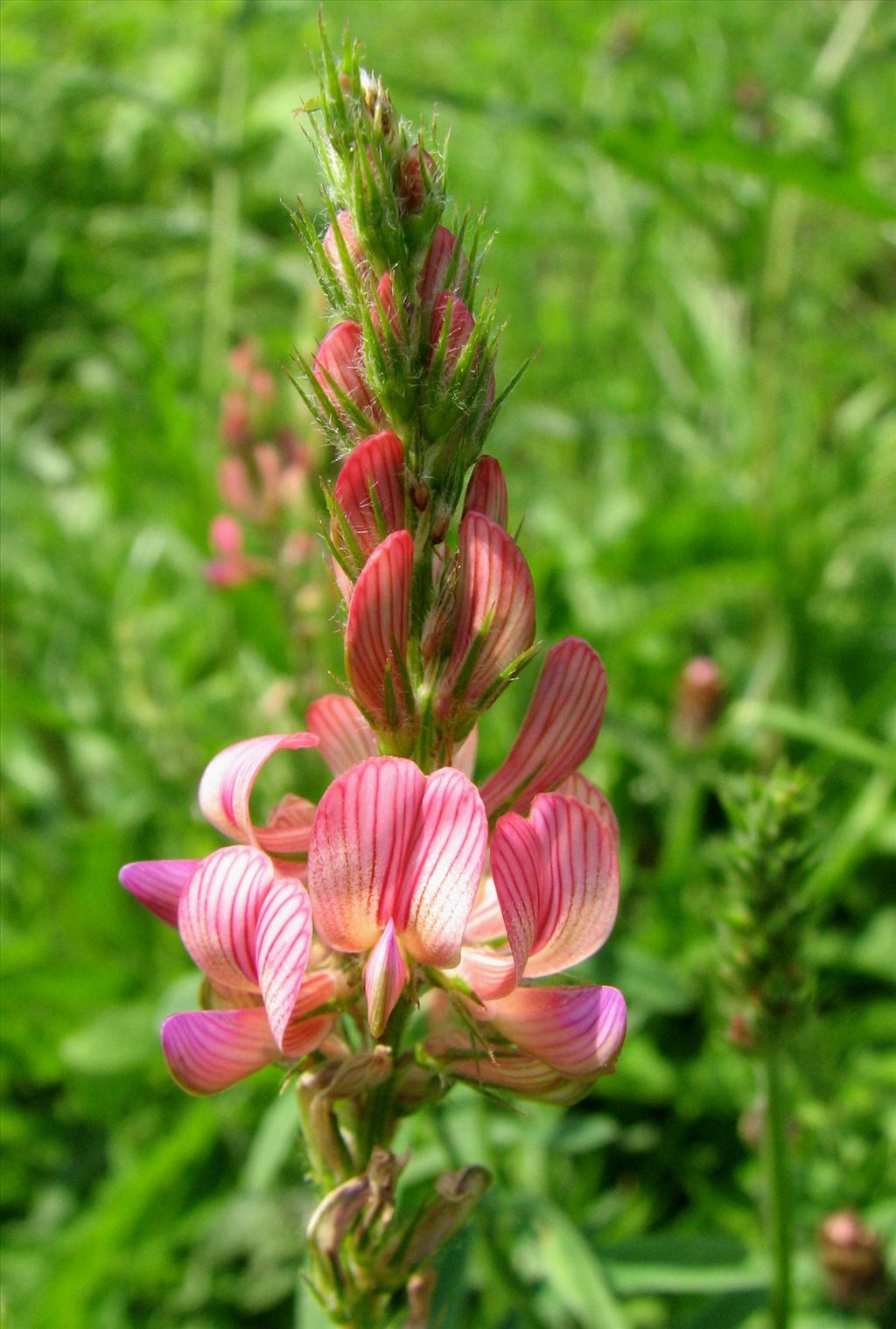 Onobrychis viciifolia (door Bert Verbruggen)