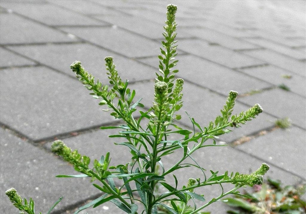 Lepidium densiflorum (door Bert Verbruggen)